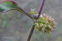 Allmania nodiflora var. roxburghii
